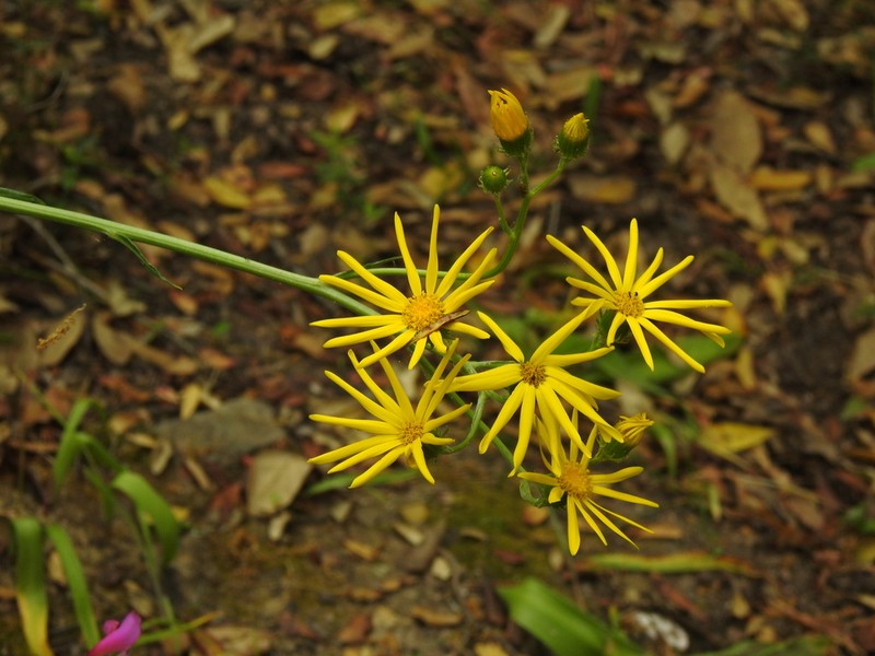Senecio lopezii photo 2