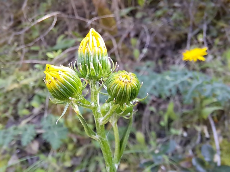 Senecio lopezii photo 3