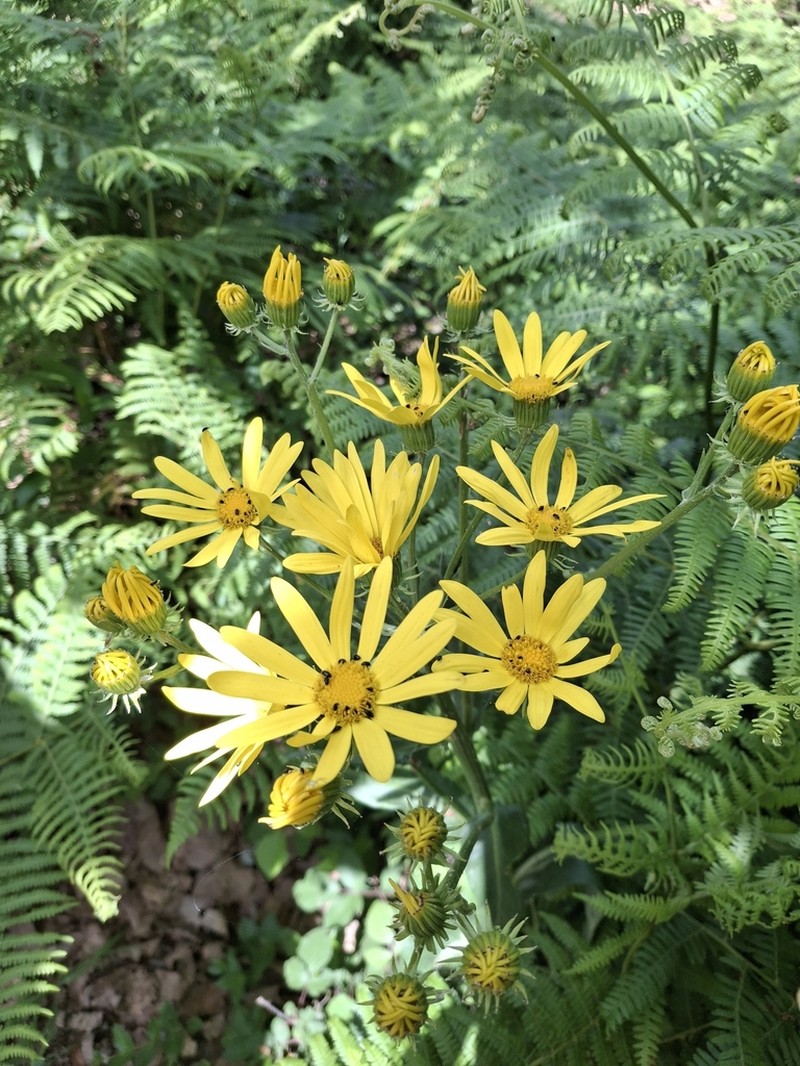 Senecio lopezii photo 4