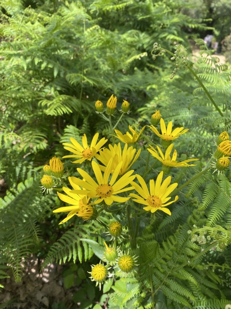 Senecio lopezii photo 5