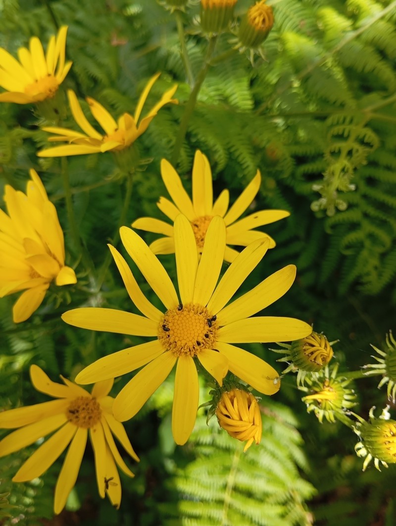 Senecio lopezii photo 7
