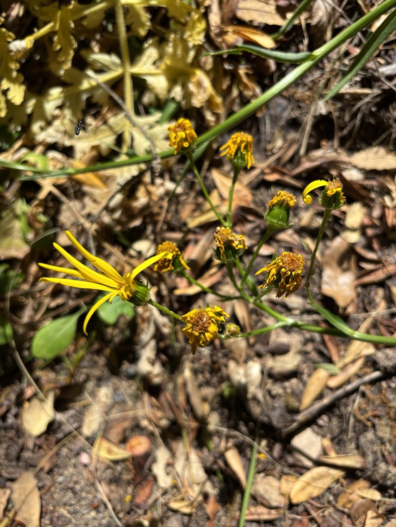 Senecio lopezii photo 8