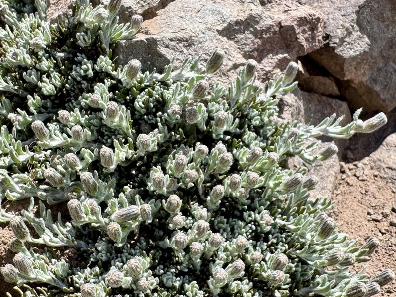 Senecio lorentziella