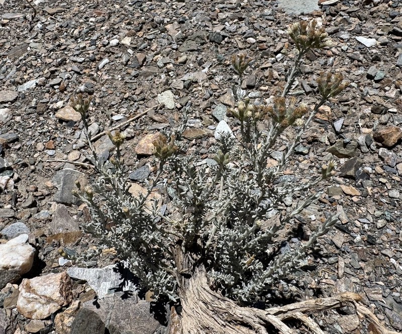 Senecio lorentziella photo 2