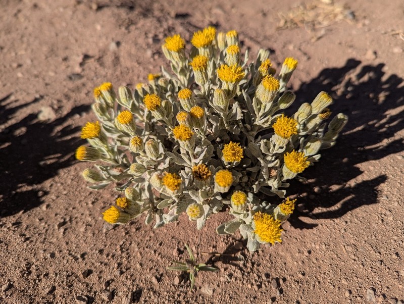 Senecio lorentziella photo 3