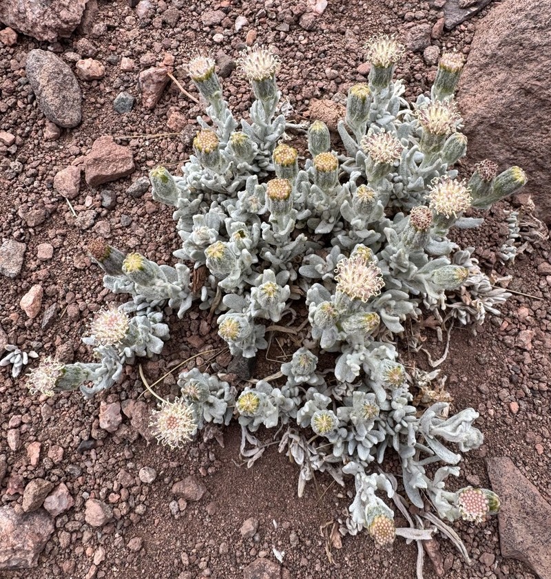 Senecio lorentziella photo 4