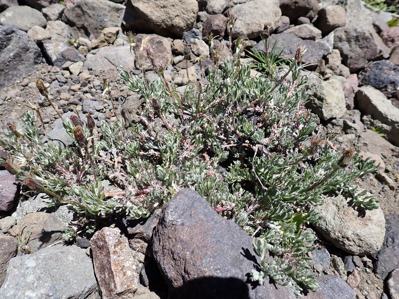 Senecio lorentziella photo 5
