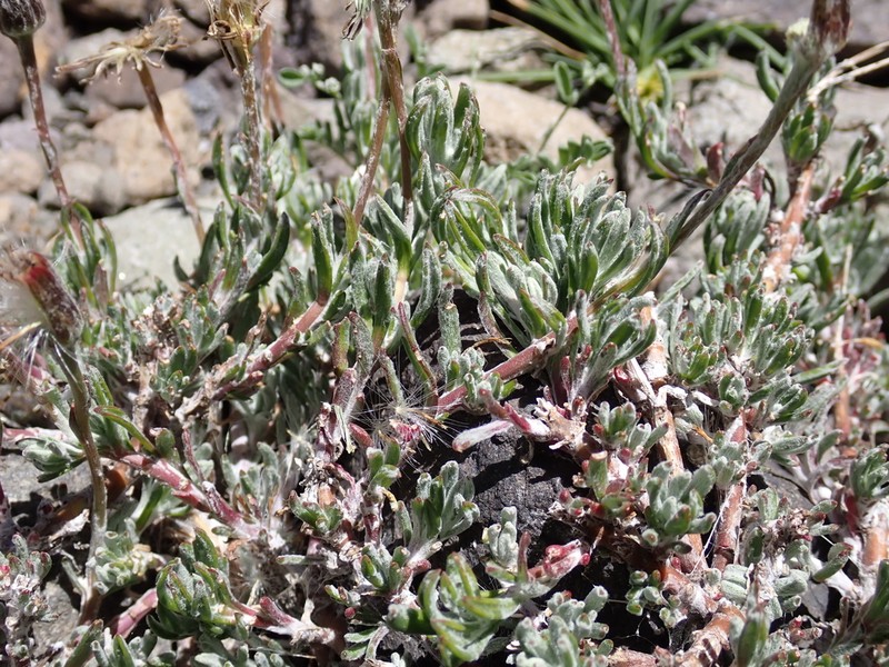 Senecio lorentziella photo 6