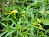 Senecio ludens