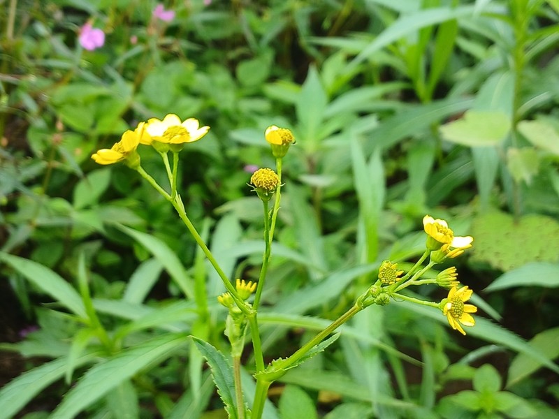Senecio ludens