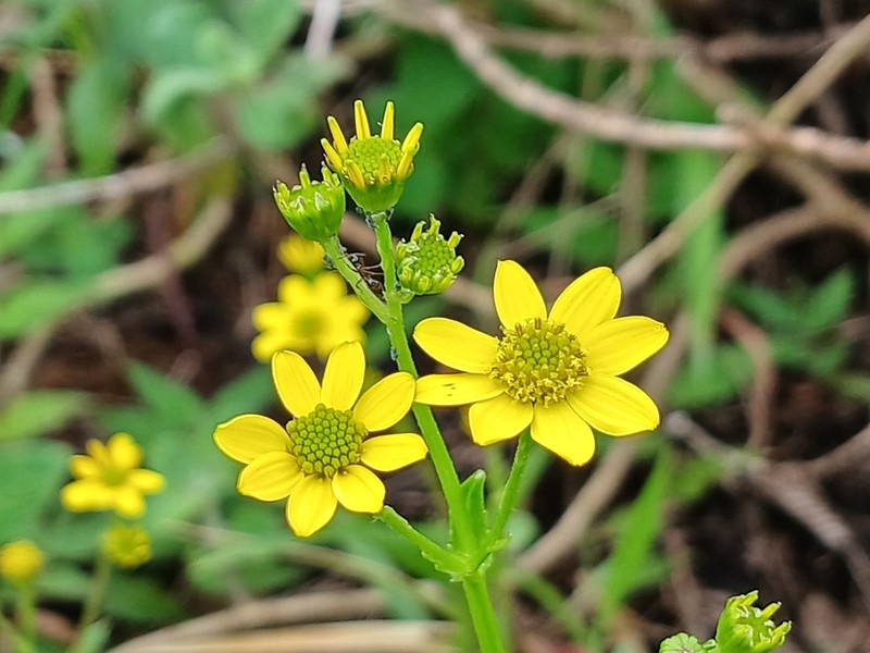 Senecio ludens photo 2