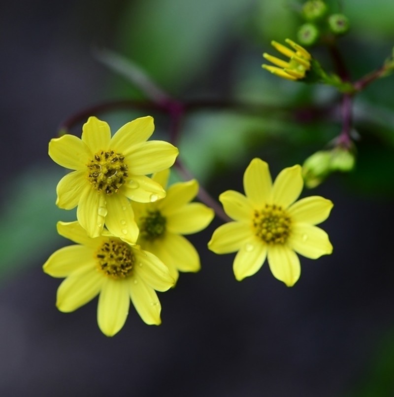 Senecio ludens photo 3