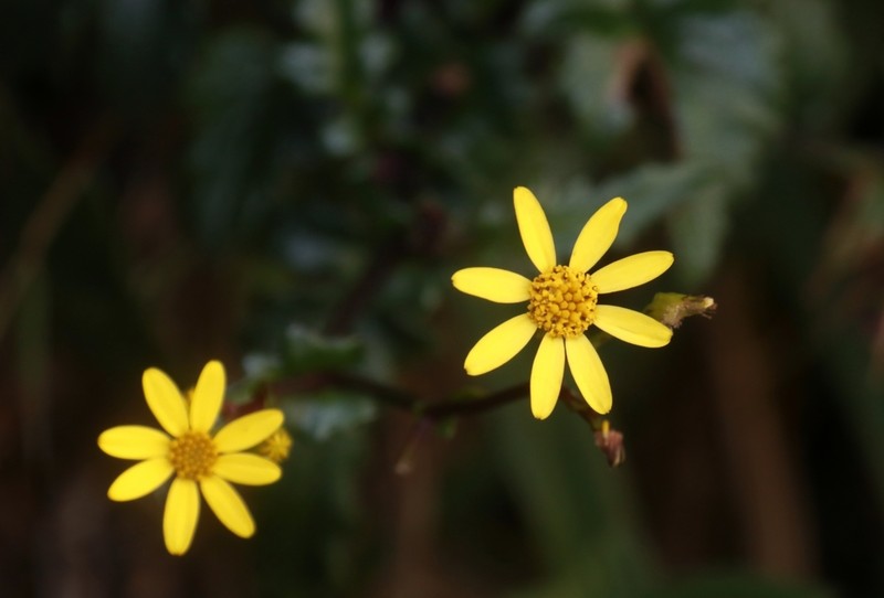 Senecio ludens photo 4