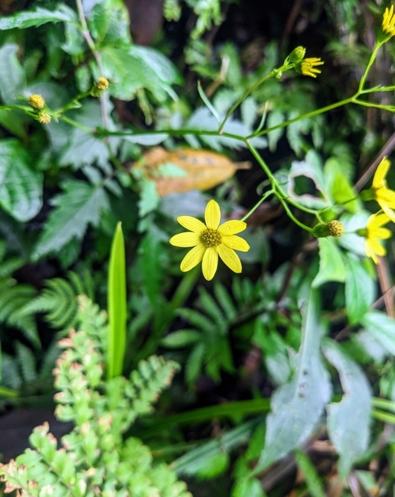 Senecio ludens photo 5