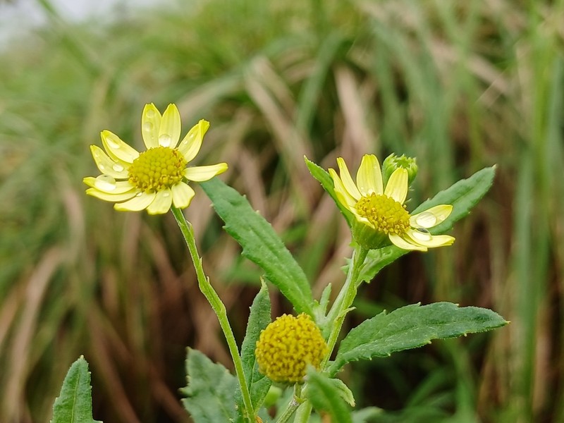 Senecio ludens photo 6