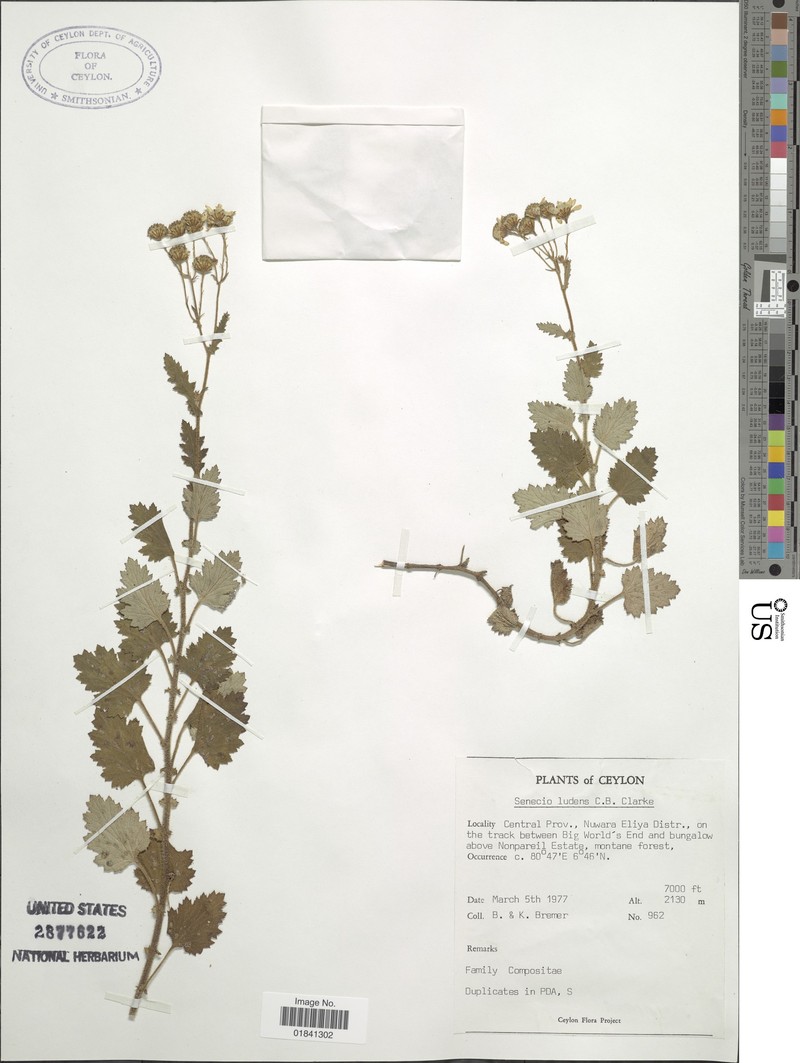 Senecio ludens photo 8