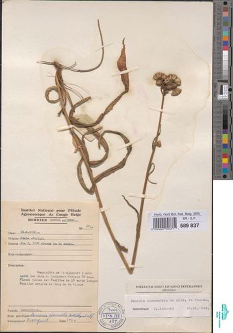 Senecio luembensis