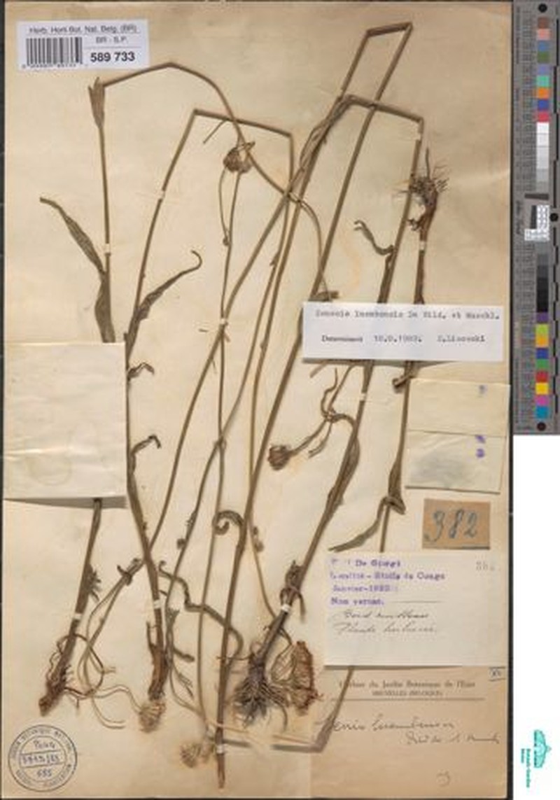 Senecio luembensis photo 2
