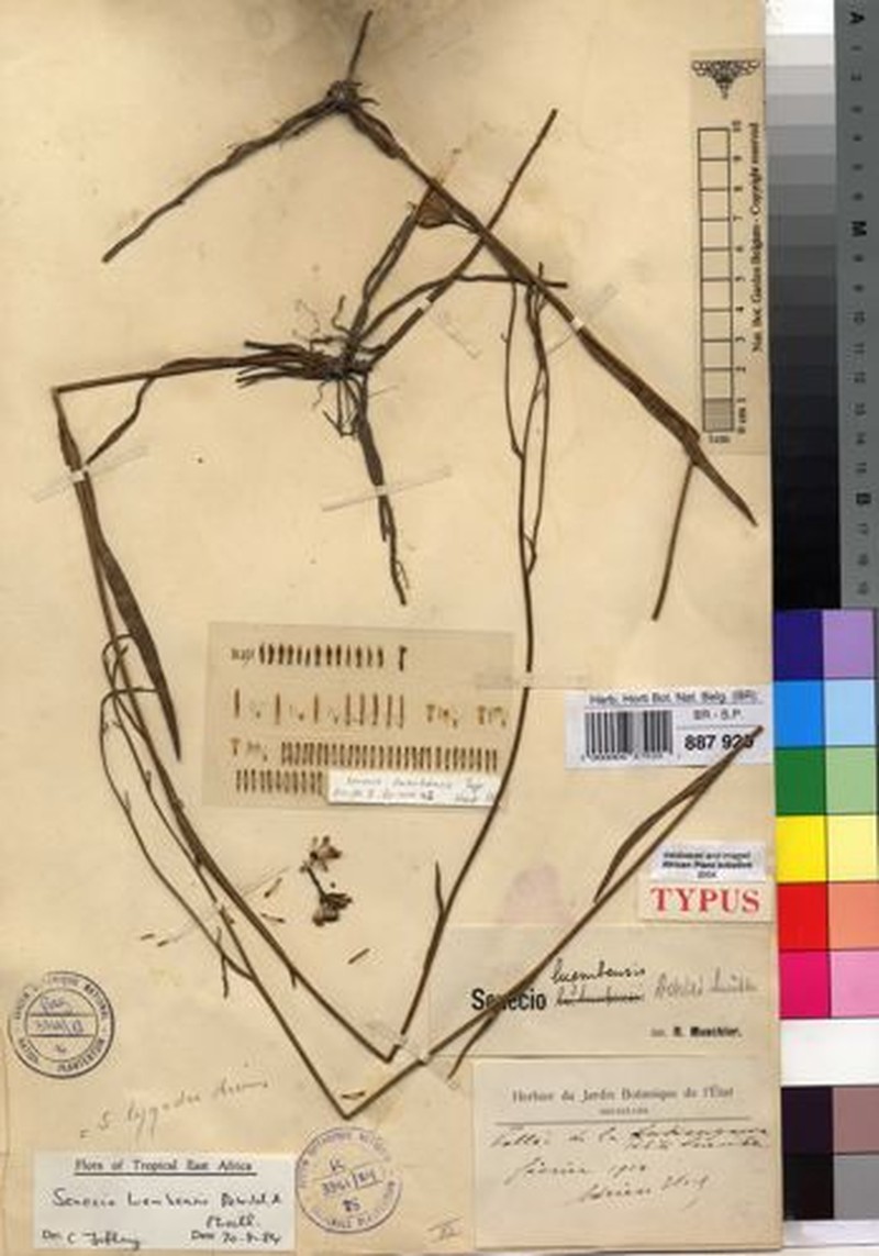 Senecio luembensis photo 3