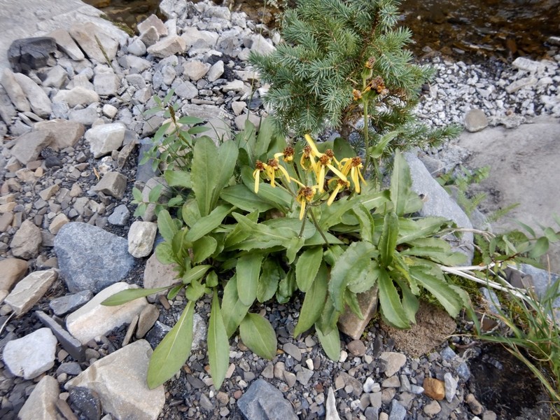 Small Blacktip Ragwort
