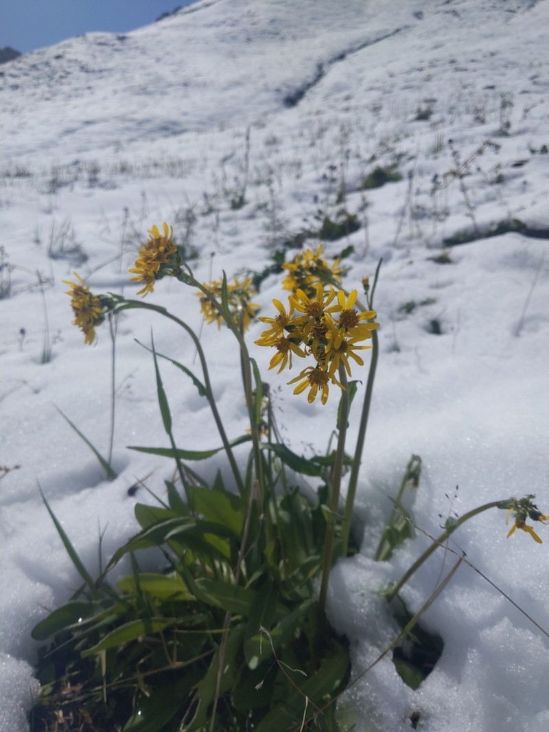 Small Blacktip Ragwort photo 2