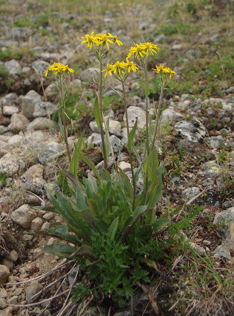 Small Blacktip Ragwort photo 3