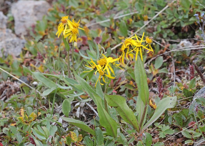 Small Blacktip Ragwort photo 4