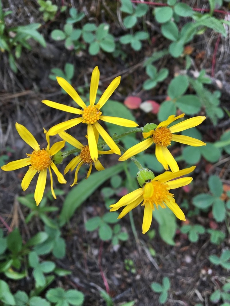 Small Blacktip Ragwort photo 5
