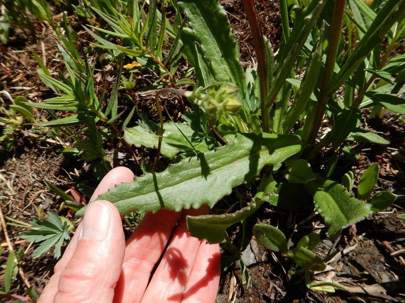 Small Blacktip Ragwort photo 6