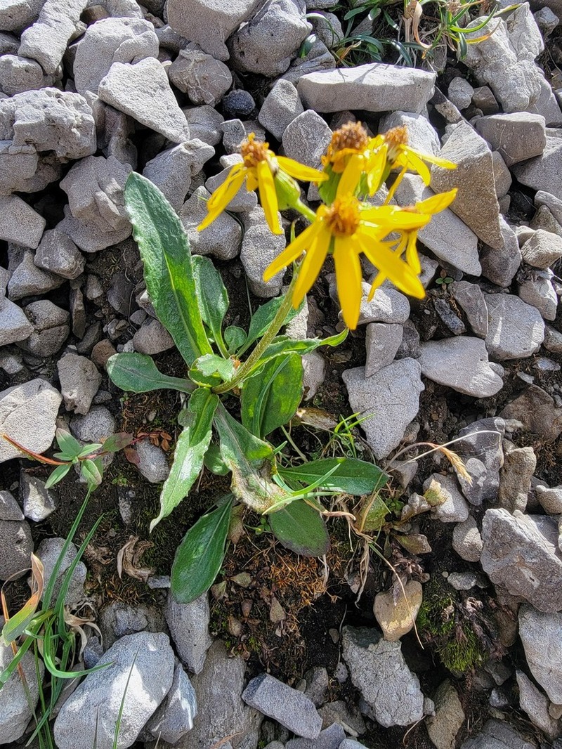 Small Blacktip Ragwort photo 7