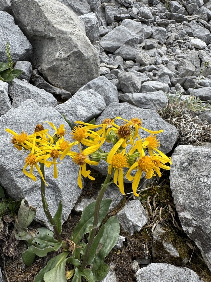 Small Blacktip Ragwort photo 8