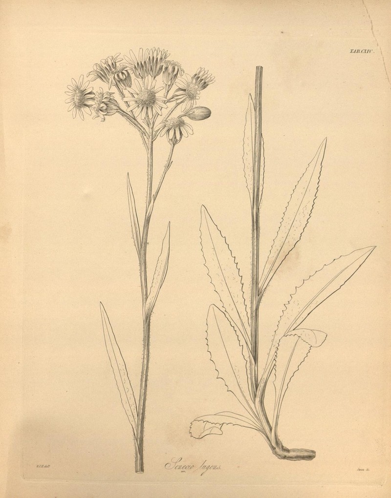 Small Blacktip Ragwort photo 4