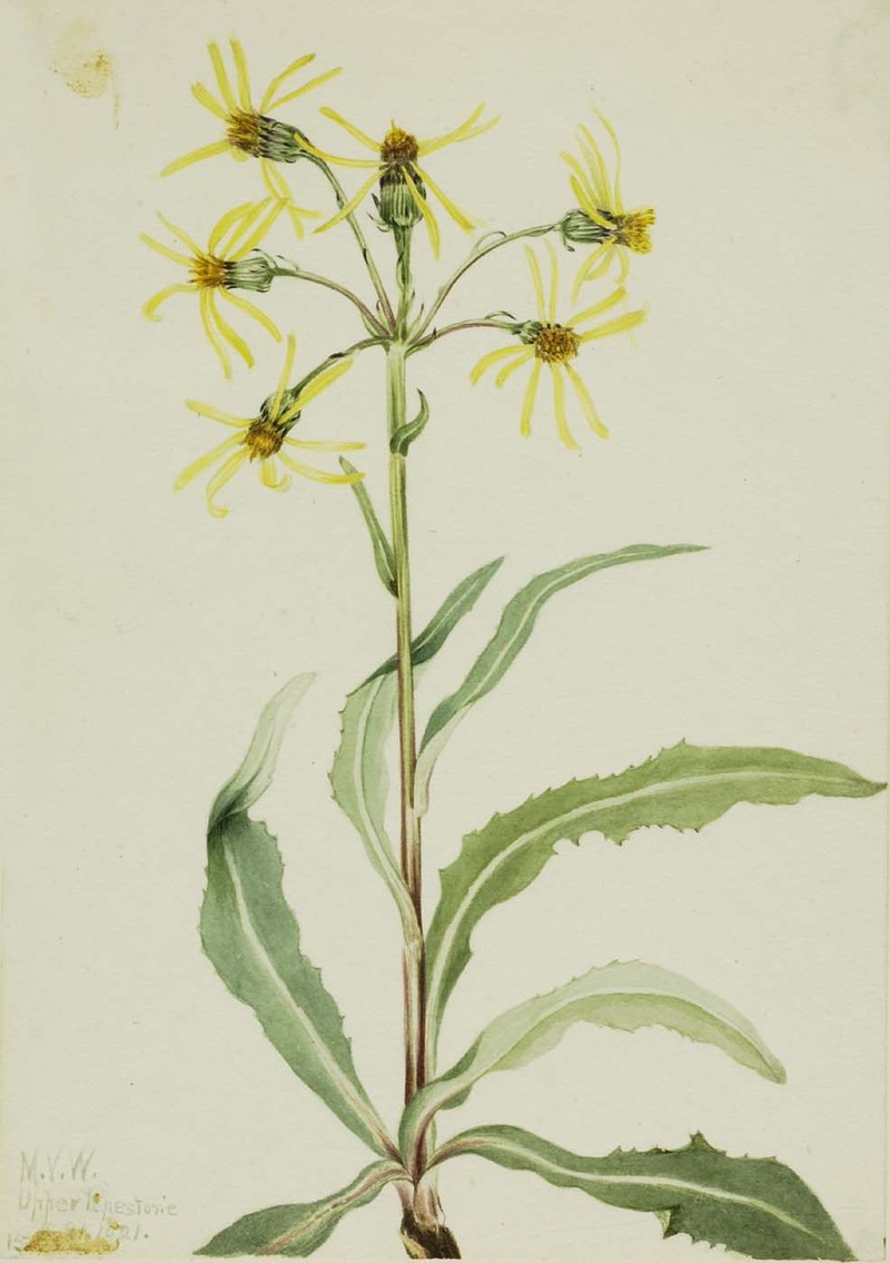 Small Blacktip Ragwort photo 5