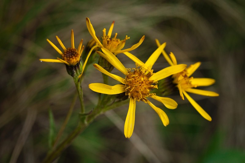 Small Blacktip Ragwort photo 2