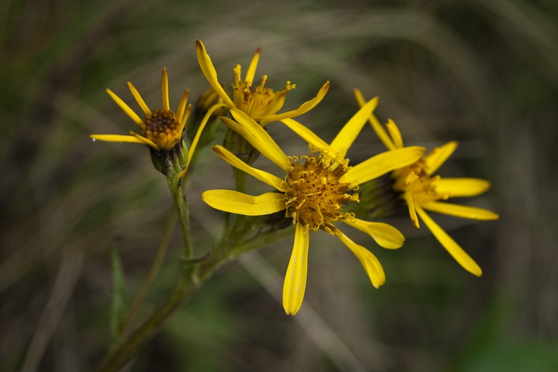 Small Blacktip Ragwort