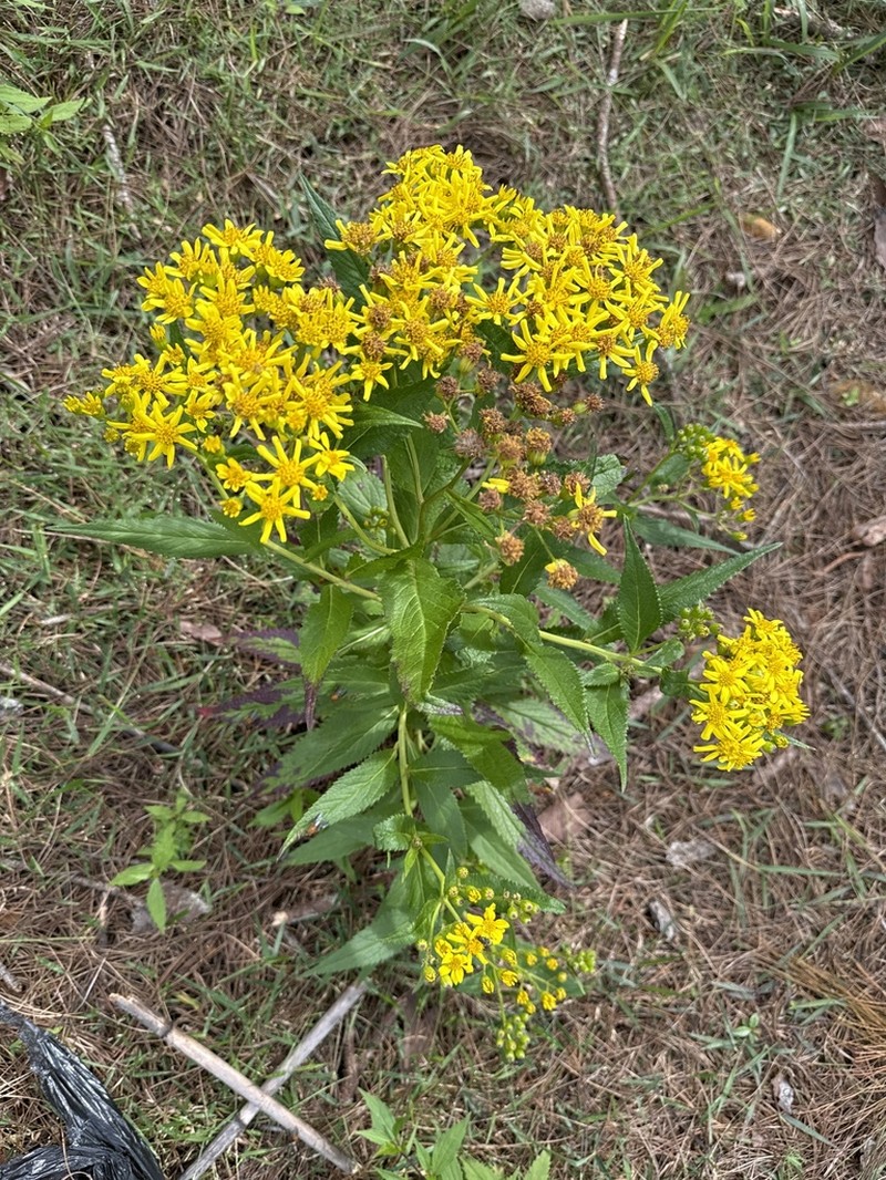 Senecio luzoniensis