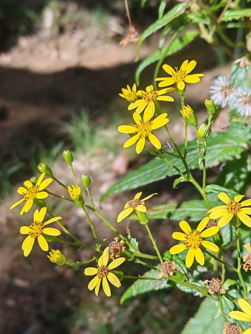Senecio luzoniensis photo 2