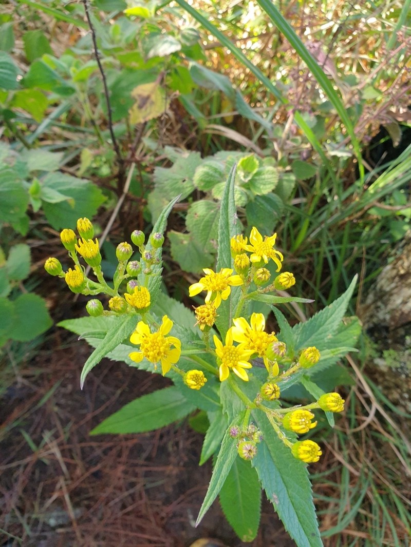 Senecio luzoniensis photo 3