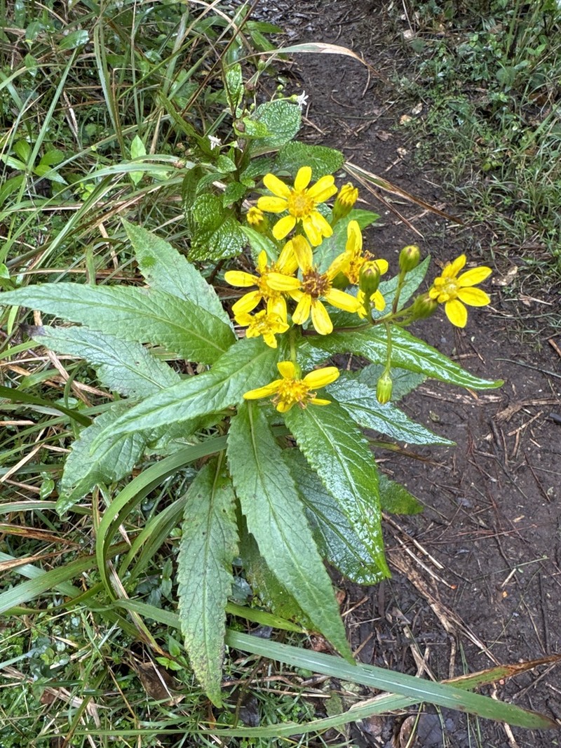 Senecio luzoniensis photo 4