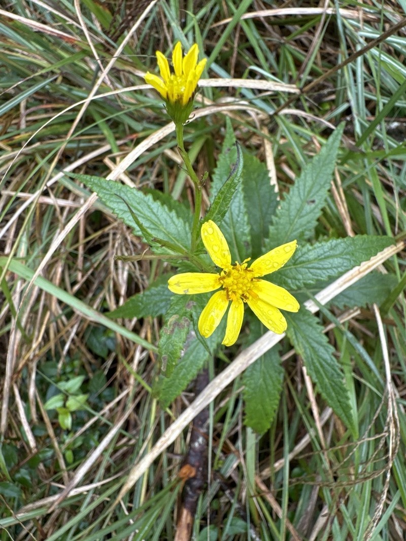Senecio luzoniensis photo 5