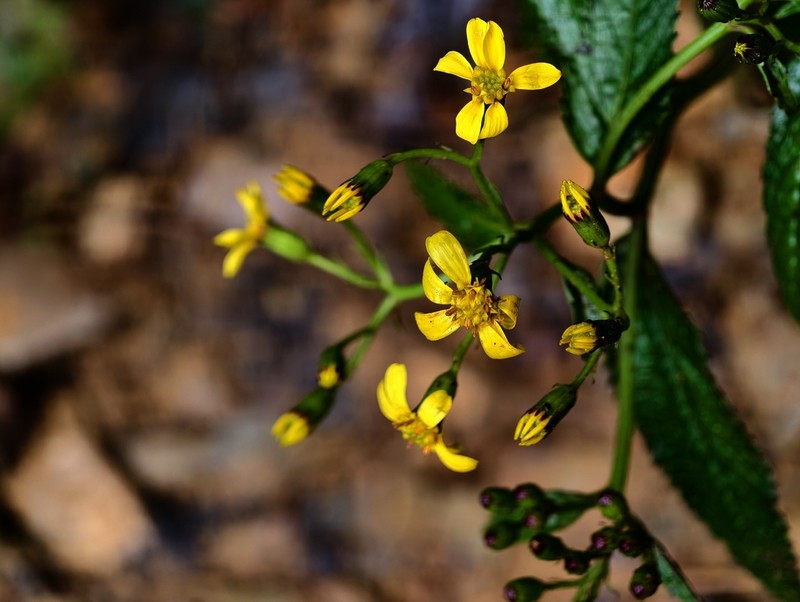 Senecio luzoniensis photo 6