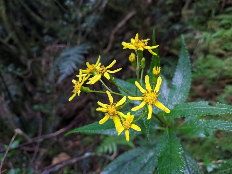 Senecio luzoniensis photo 7