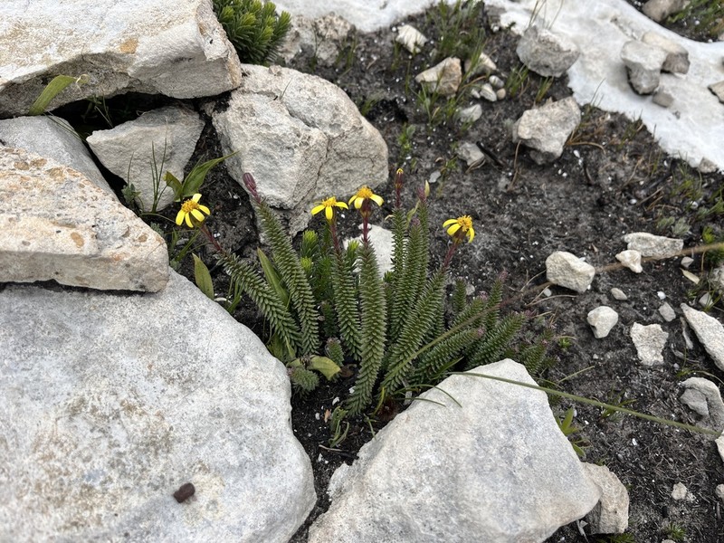 Senecio lycopodioides