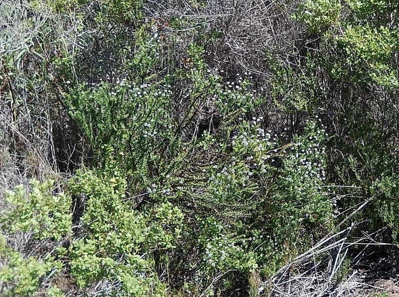 Senecio lycopodioides photo 2