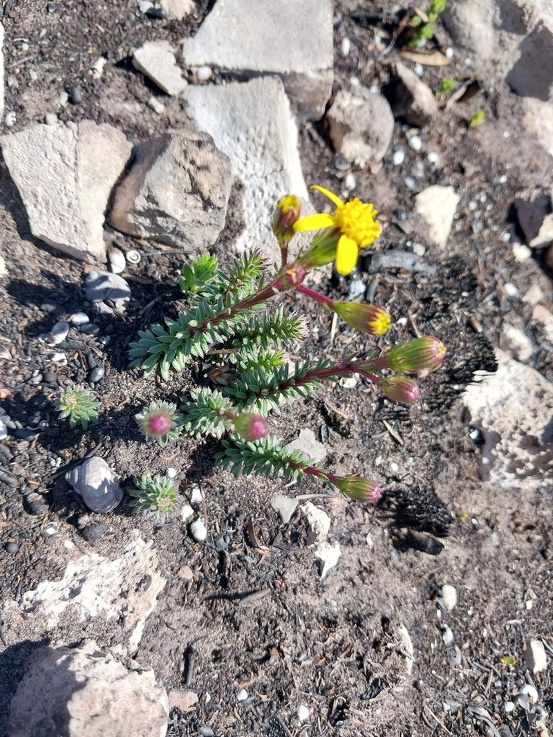Senecio lycopodioides photo 3
