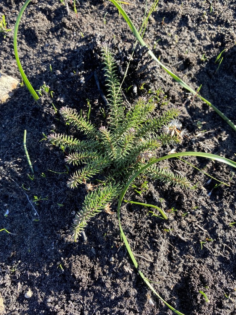 Senecio lycopodioides photo 4