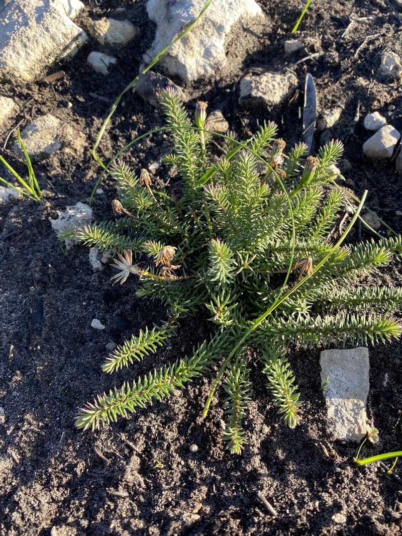 Senecio lycopodioides photo 5