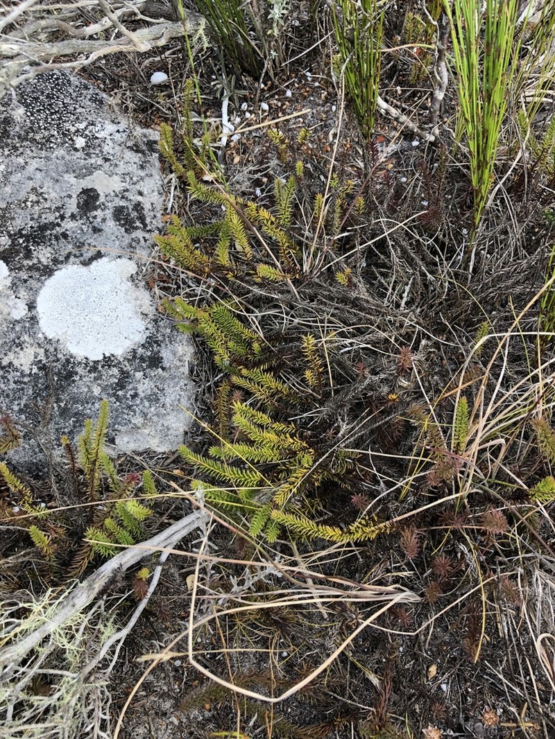 Senecio lycopodioides photo 6