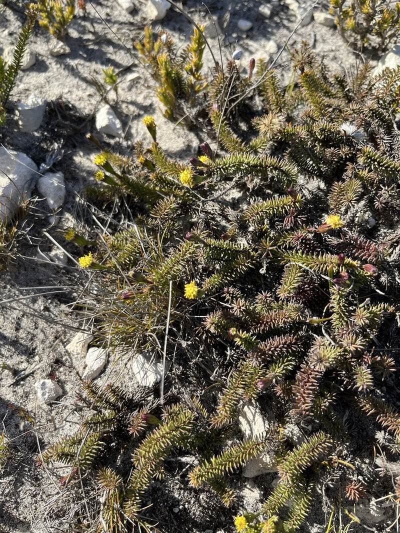 Senecio lycopodioides photo 7