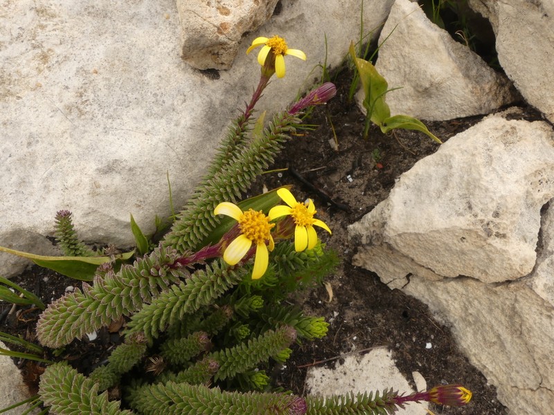 Senecio lycopodioides photo 8